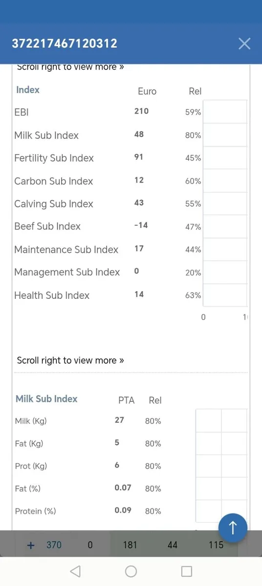 Incalf heifer - Image 1