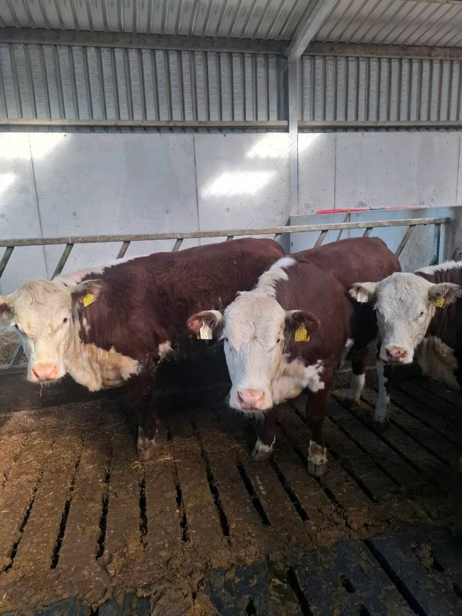 PBR Hereford Heifers - Image 2