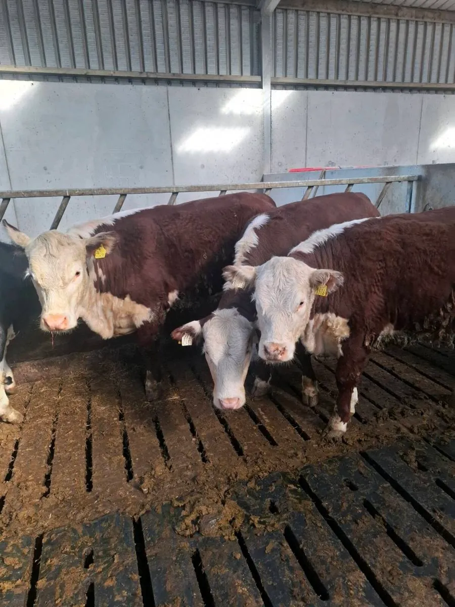 PBR Hereford Heifers - Image 1