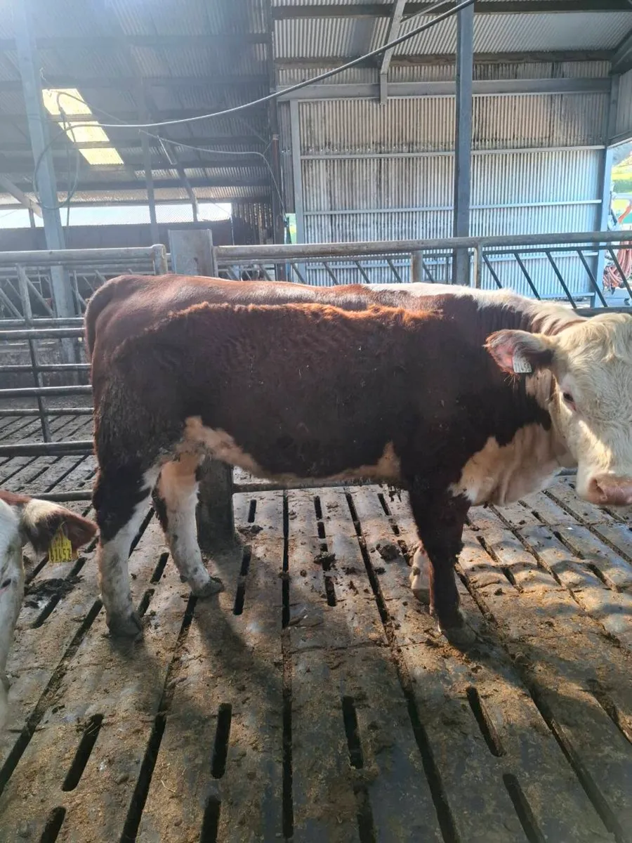 PBR Hereford Heifers - Image 3