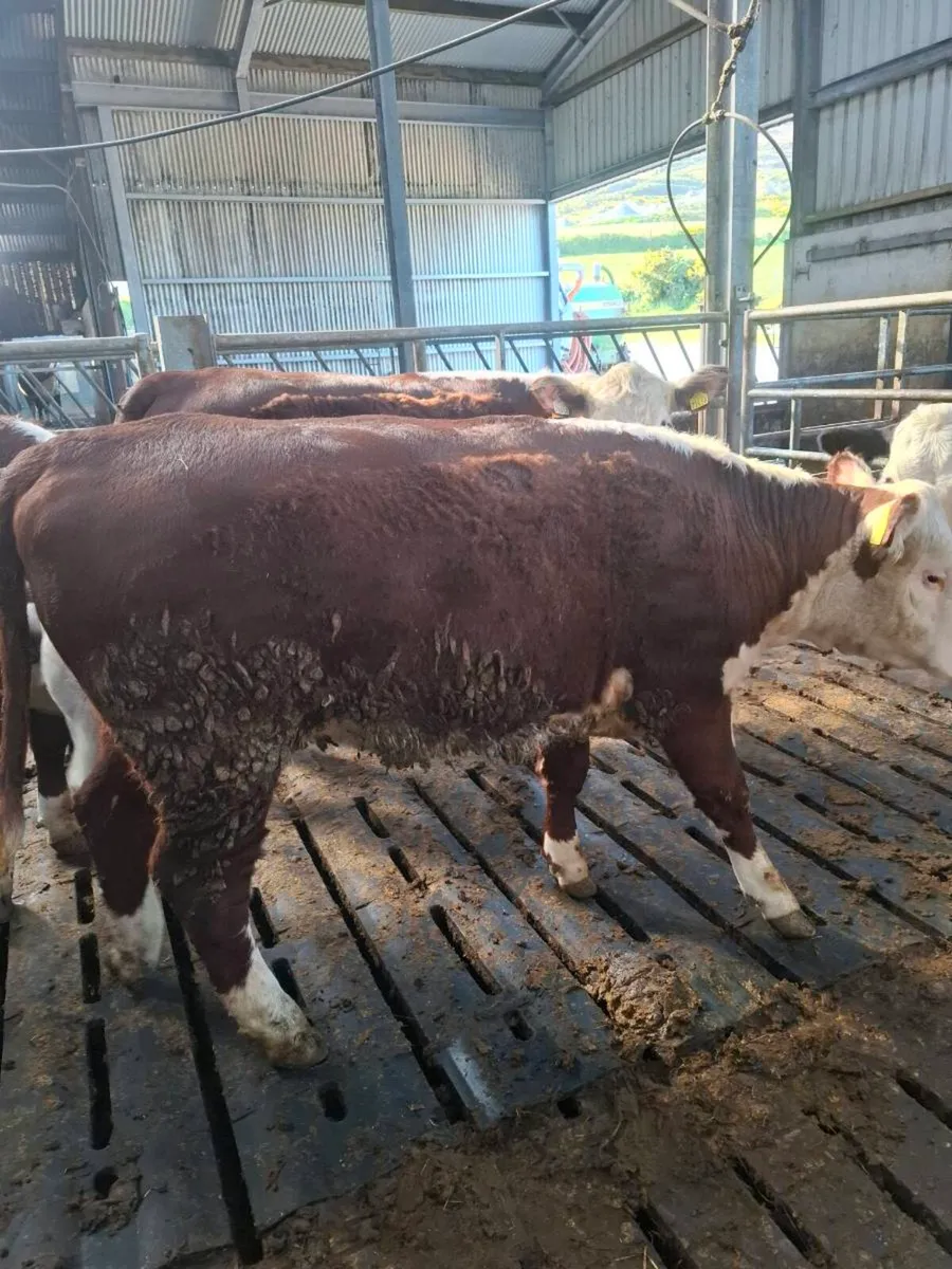 PBR Hereford Heifers - Image 4