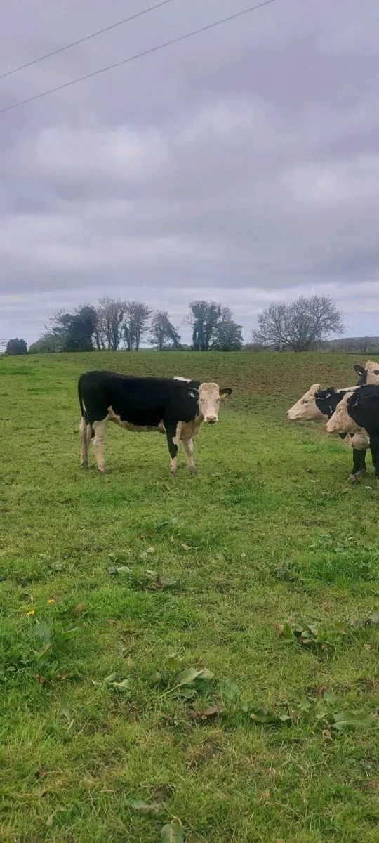 Hereford heifers - Image 1