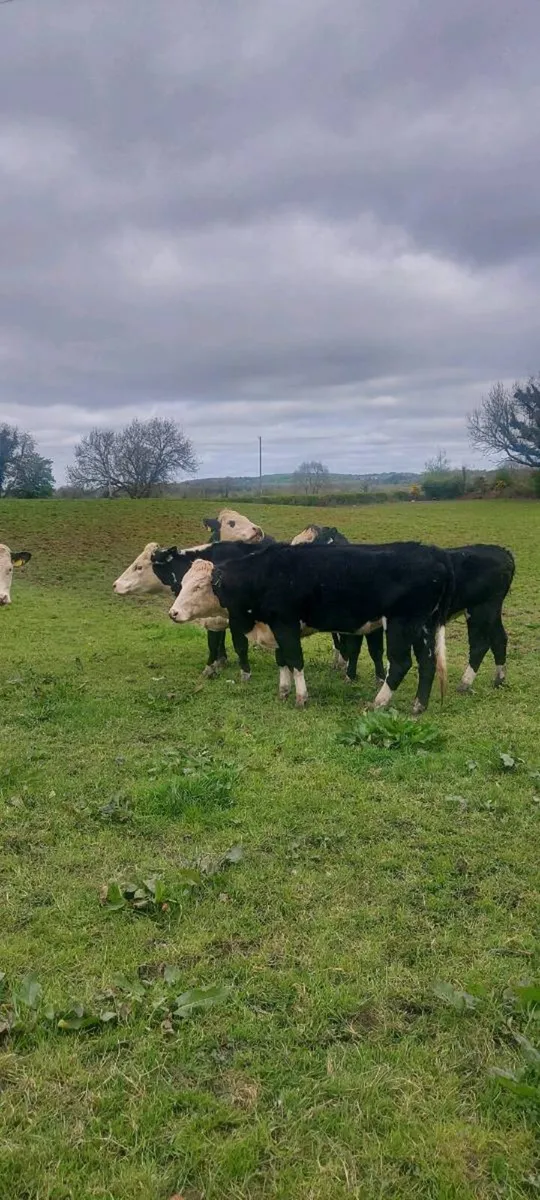Hereford heifers - Image 2