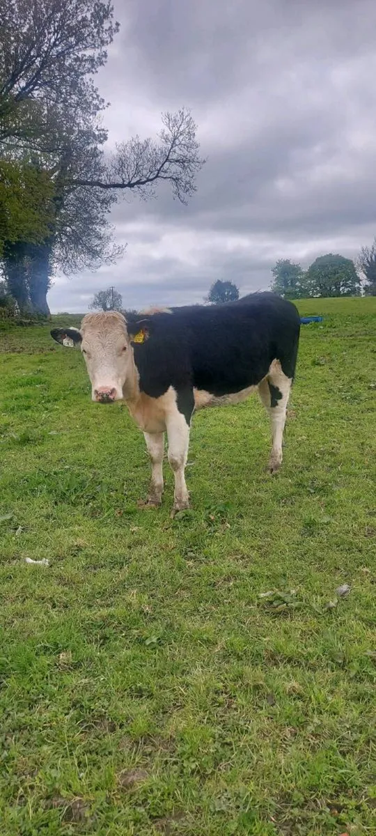 Hereford heifers - Image 3