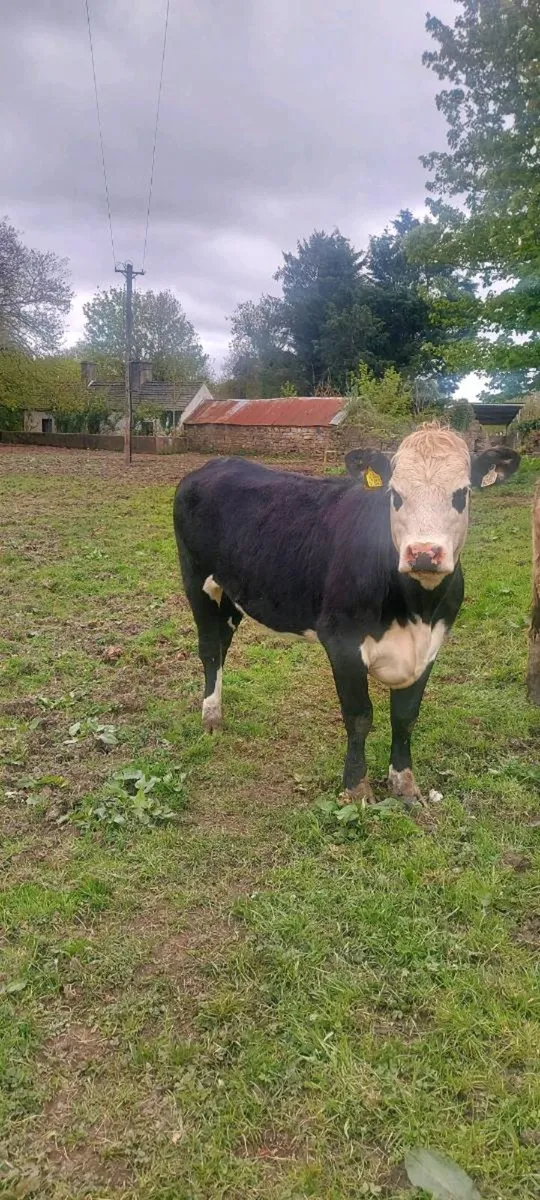 Hereford heifers - Image 4