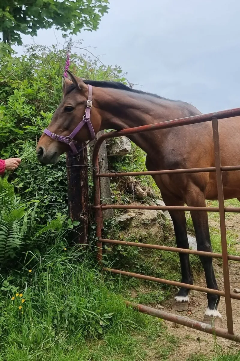 Top Quality Broodmare - Image 1