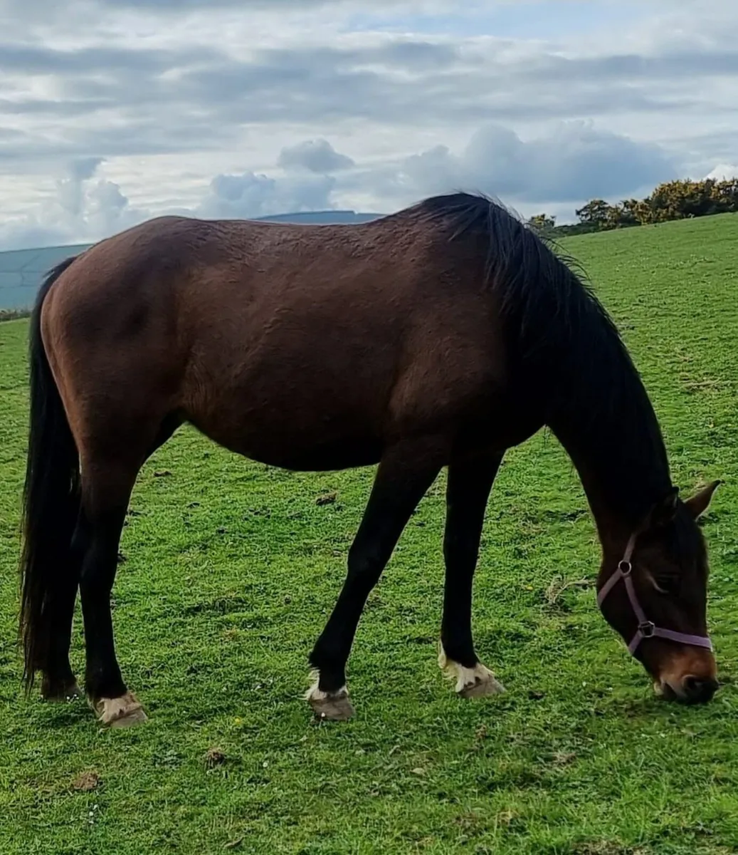 Top Quality Broodmare - Image 2