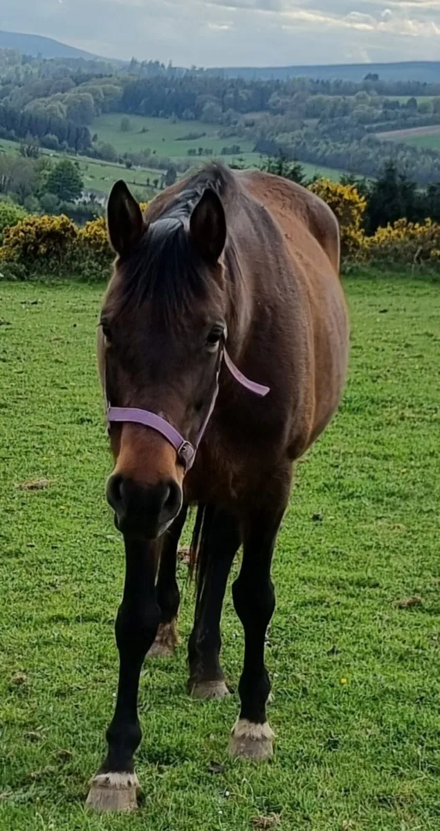 Top Quality Broodmare - Image 3