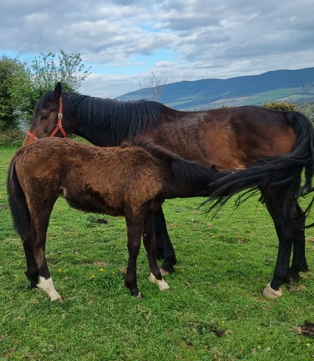 Top Quality Broodmare with Foal at foot - Image 1