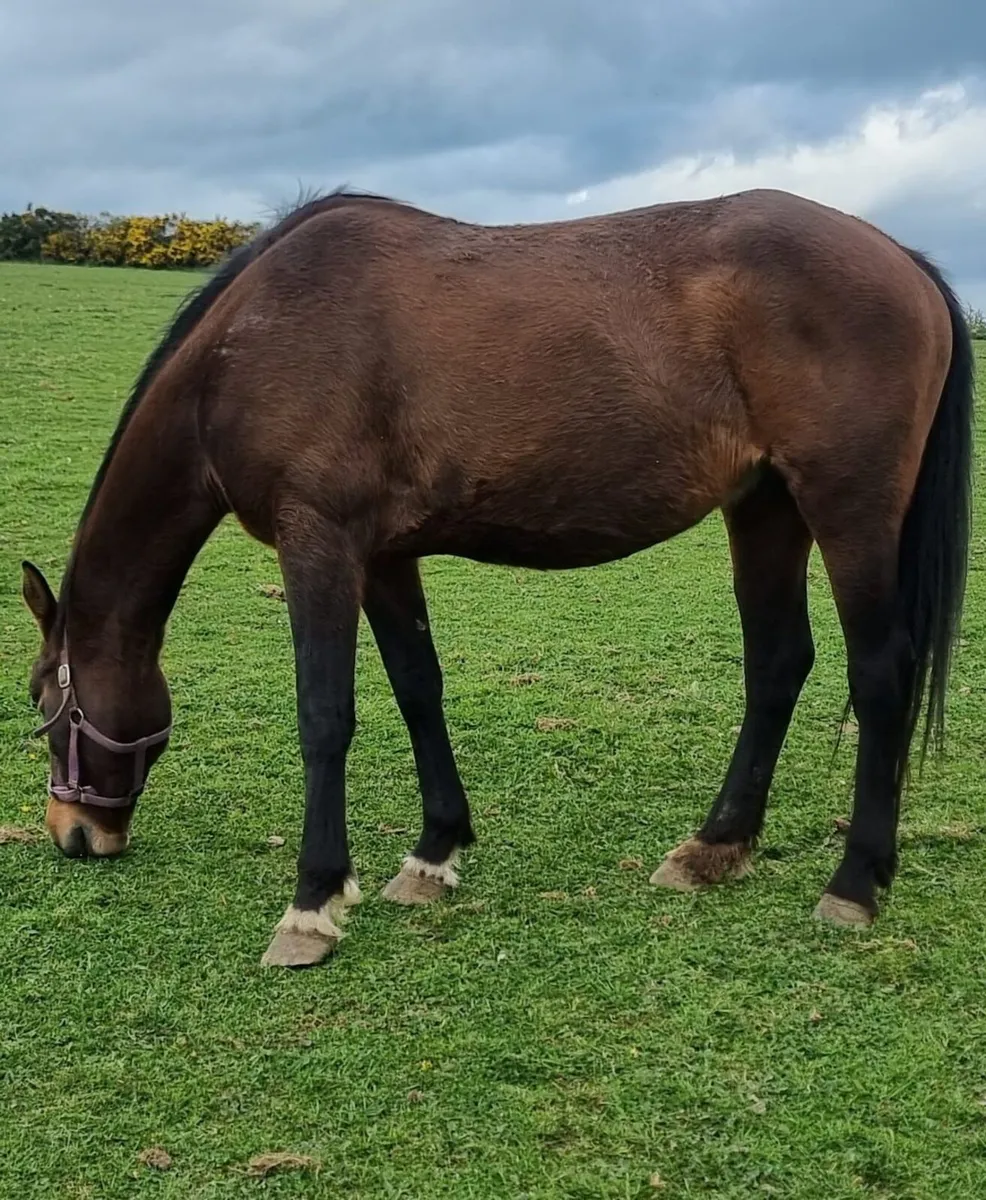 Top Quality Broodmare - Image 4