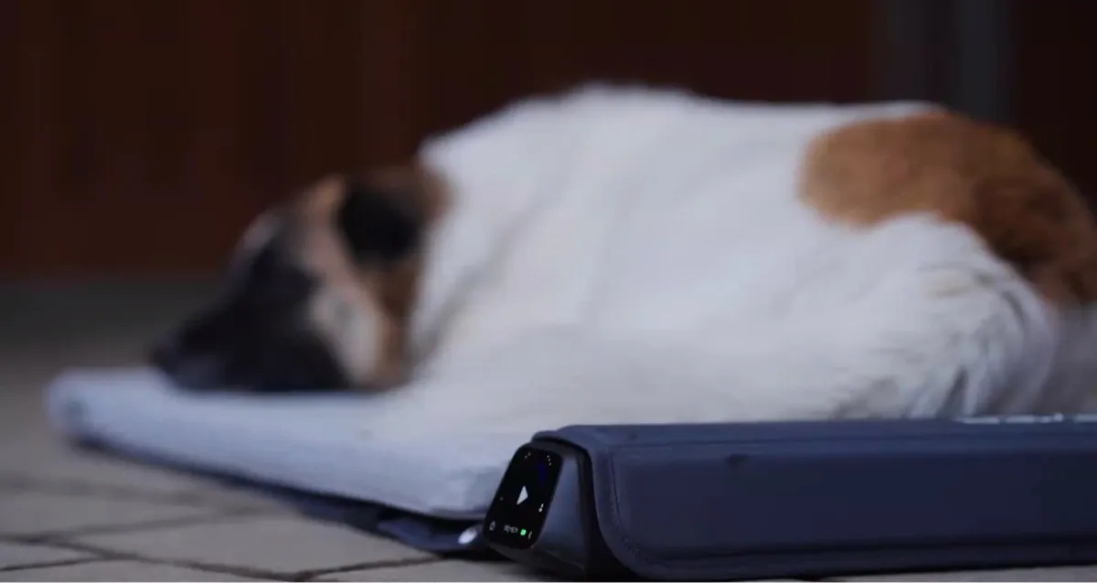 BEMER Dog PEMF Therapy - Image 3