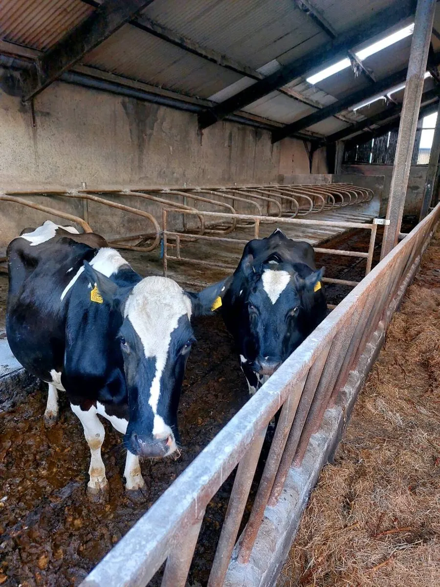 Dairy cows - Image 1
