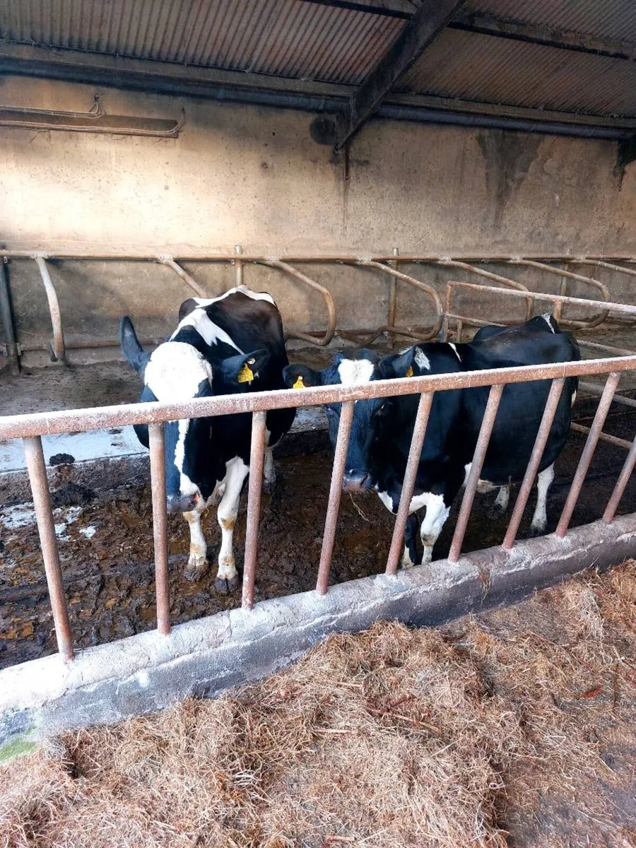 Dairy cows - Image 2