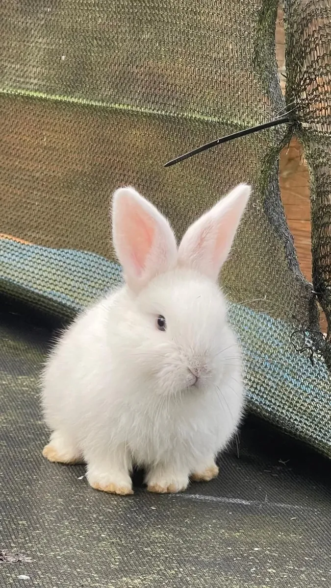 Rabbits, Bunnies - Image 3