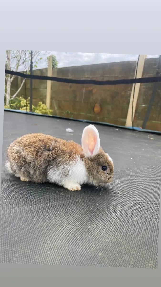 Rabbits, Bunnies - Image 1