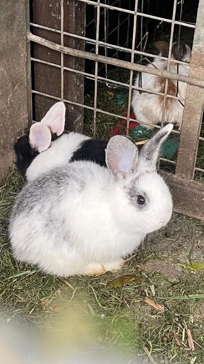 Rabbits, Bunnies - Image 2