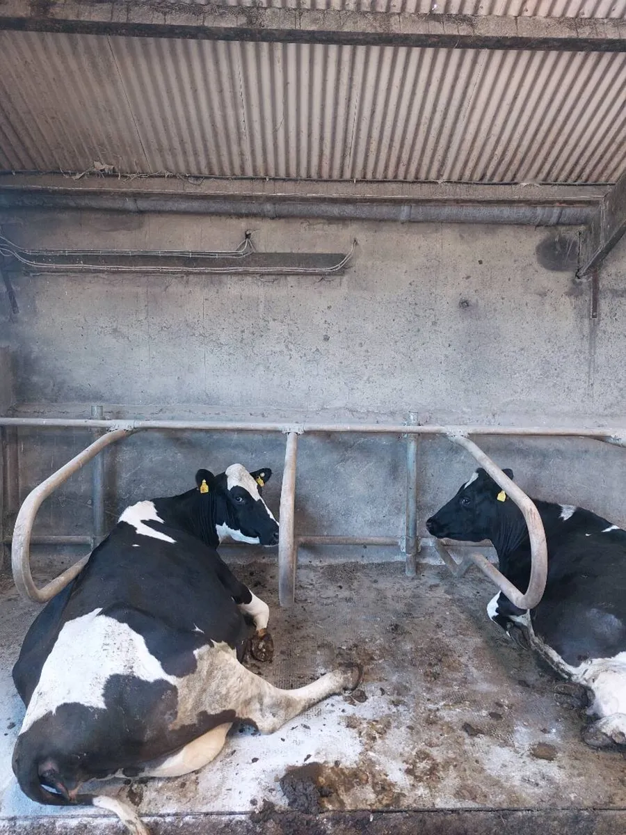 Dairy cows - Image 3