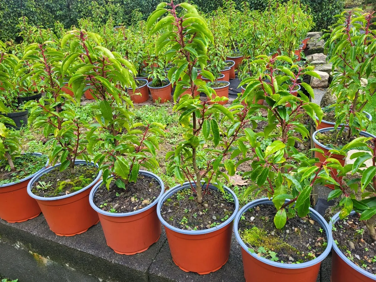 Portuguese Laurel (Prunus lusitanica) hedge plants - Image 1