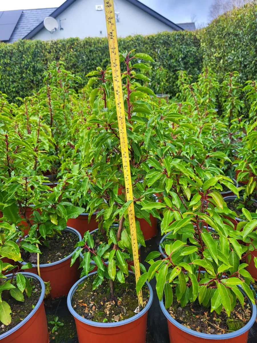 Portuguese Laurel (Prunus lusitanica) hedge plants - Image 2