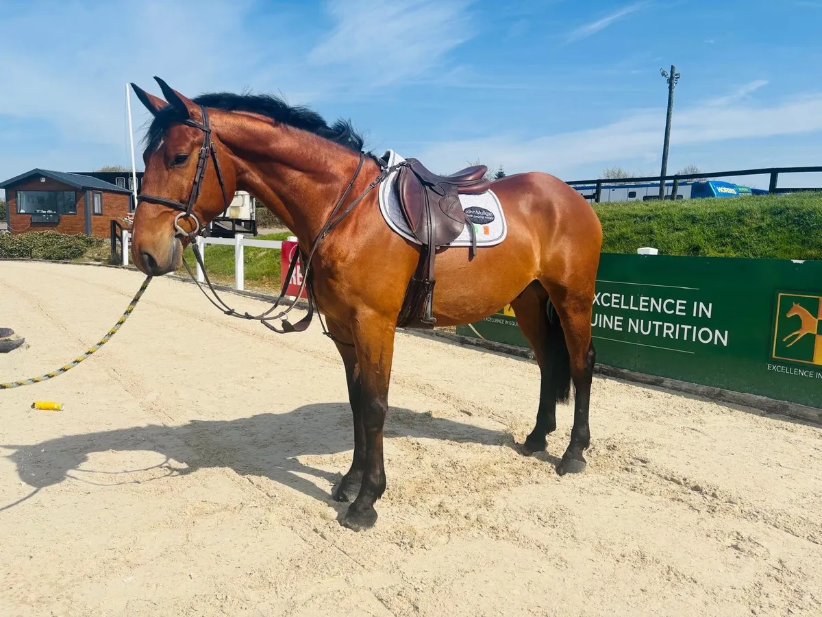 Lot 222 Goresbridge  - 15.2 Gelding - Image 1