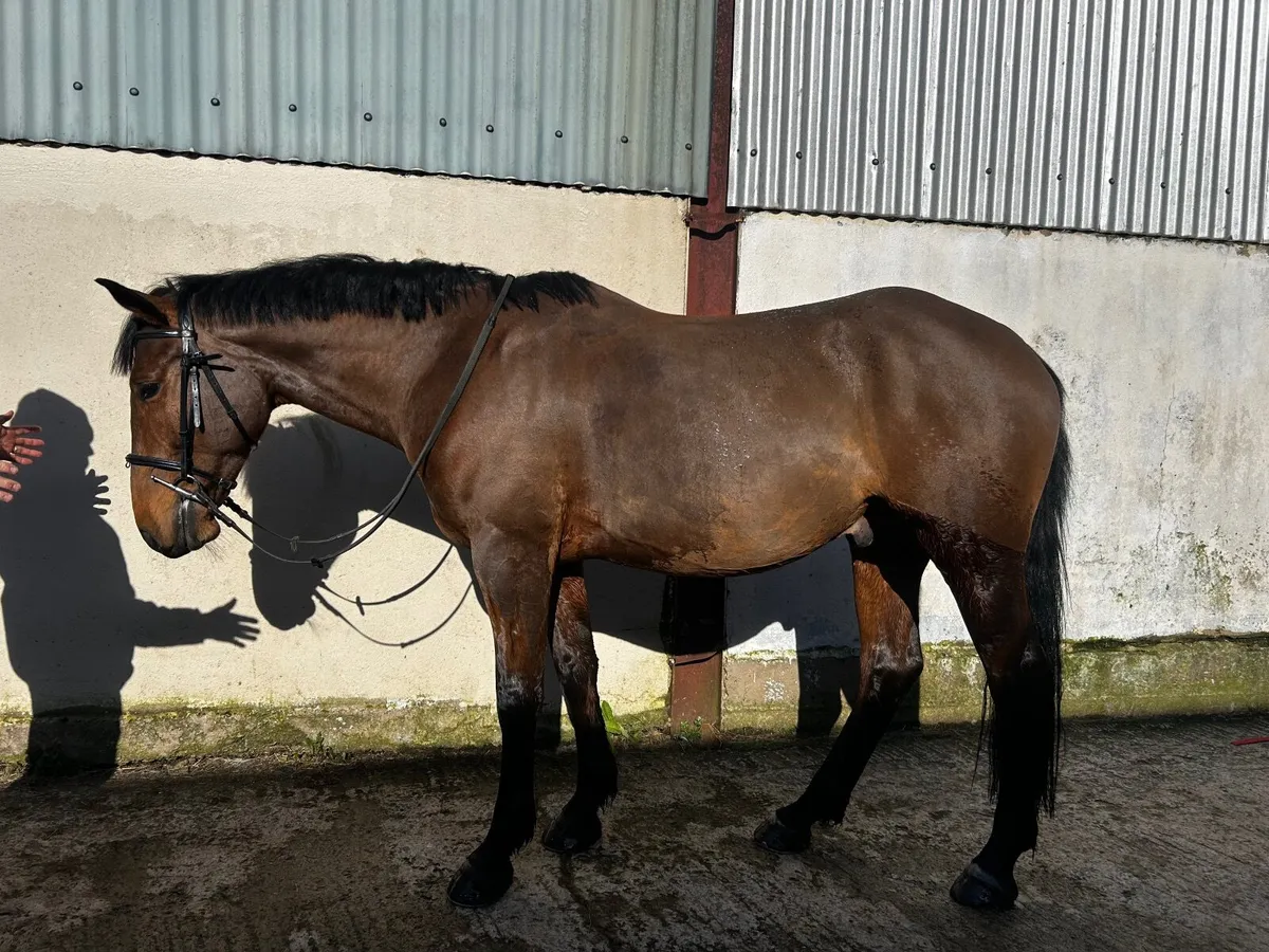 Lot 222 Goresbridge  - 15.2 Gelding - Image 3