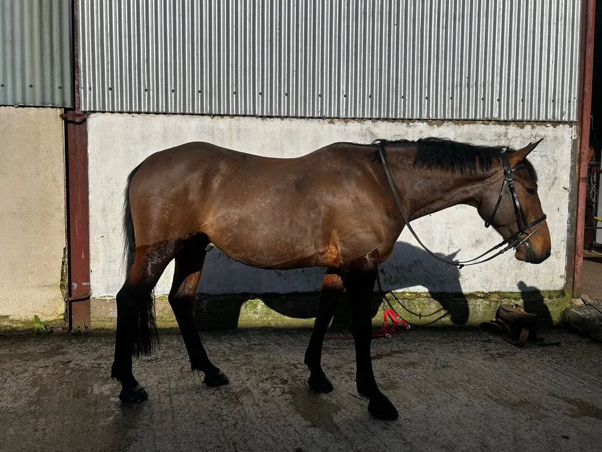 Lot 222 Goresbridge  - 15.2 Gelding - Image 4
