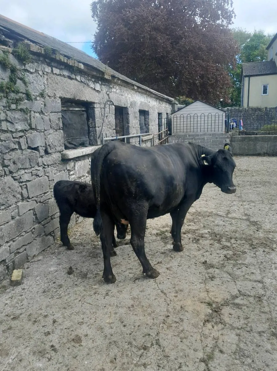 Cow and calf - Image 2