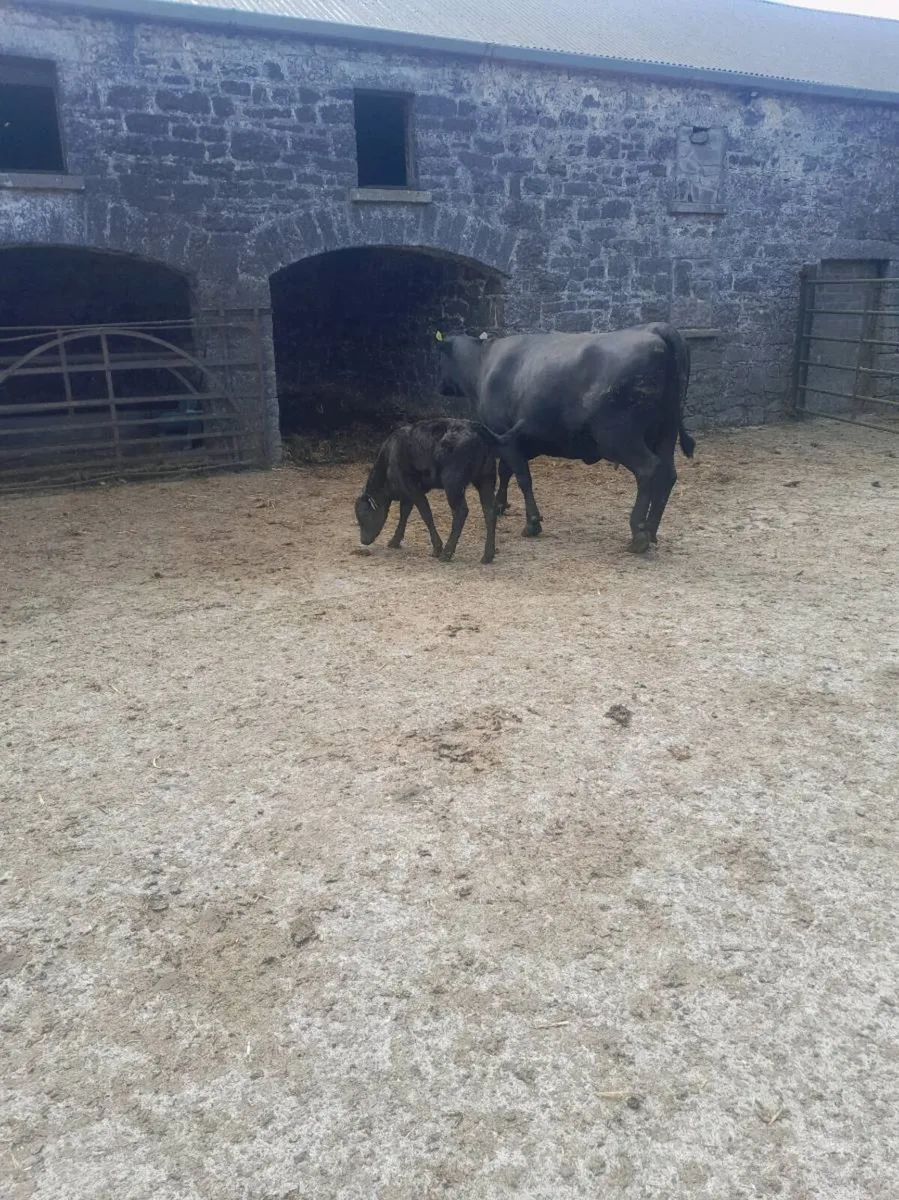 Cow and calf - Image 1