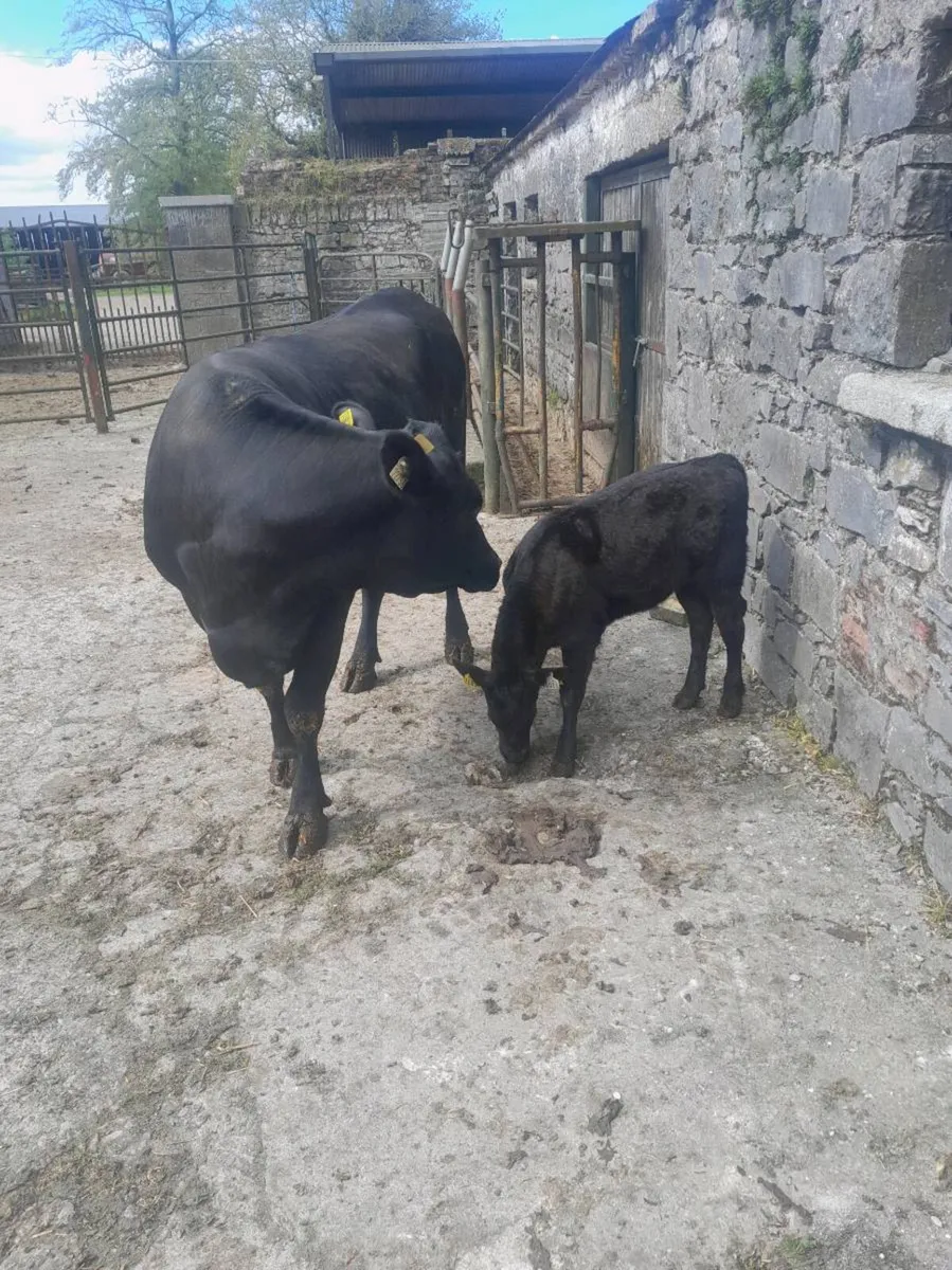 Cow and calf - Image 3