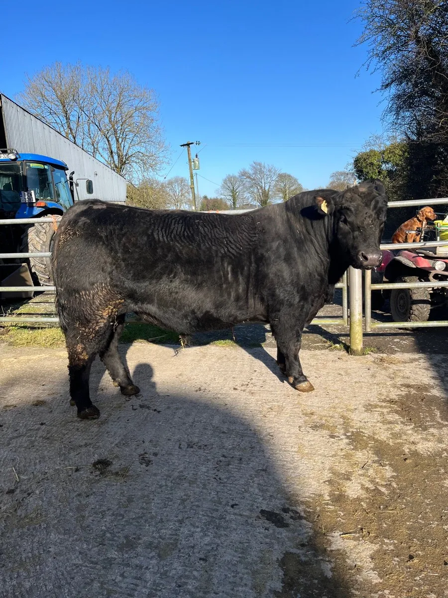 Aberdeen Angus bulls - Image 4