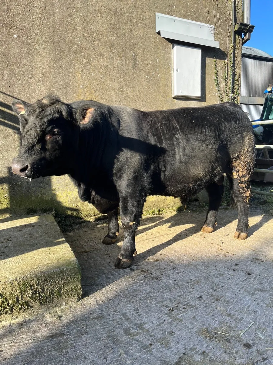 Aberdeen Angus bulls - Image 1
