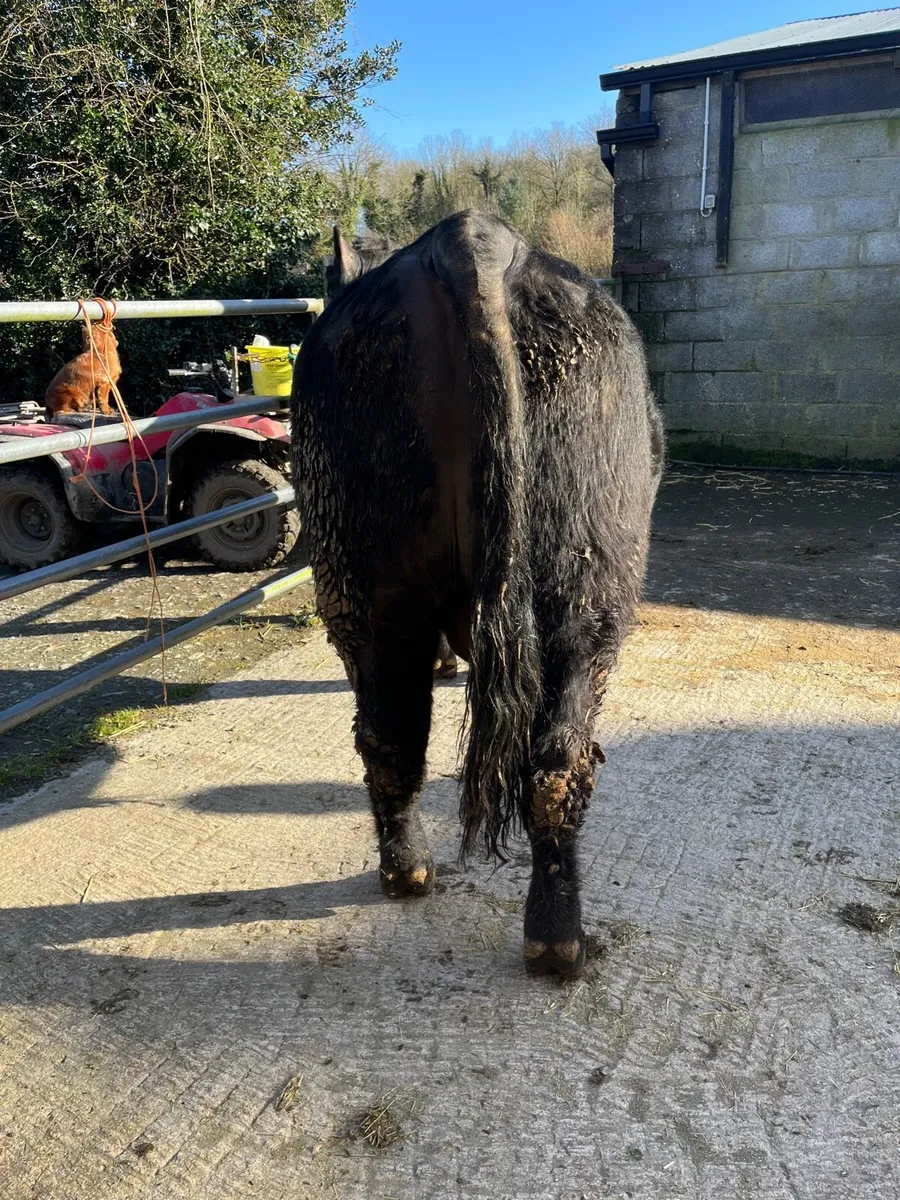 Aberdeen Angus bulls - Image 2