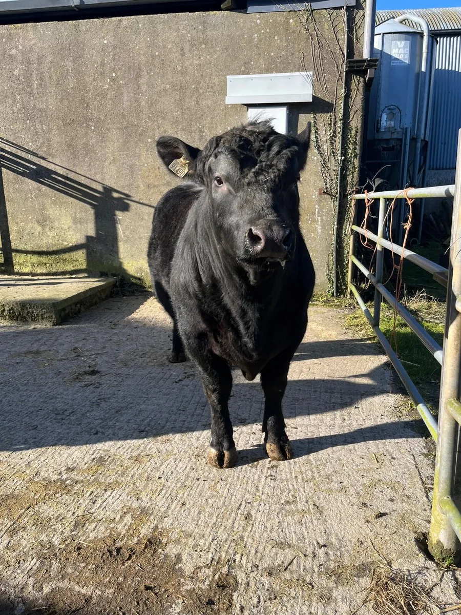 Aberdeen Angus bulls - Image 3