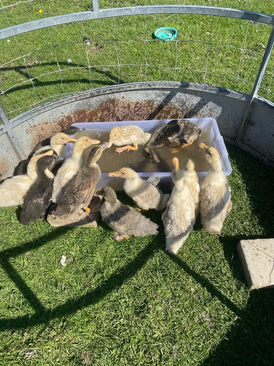 Ducks for sale - Image 1