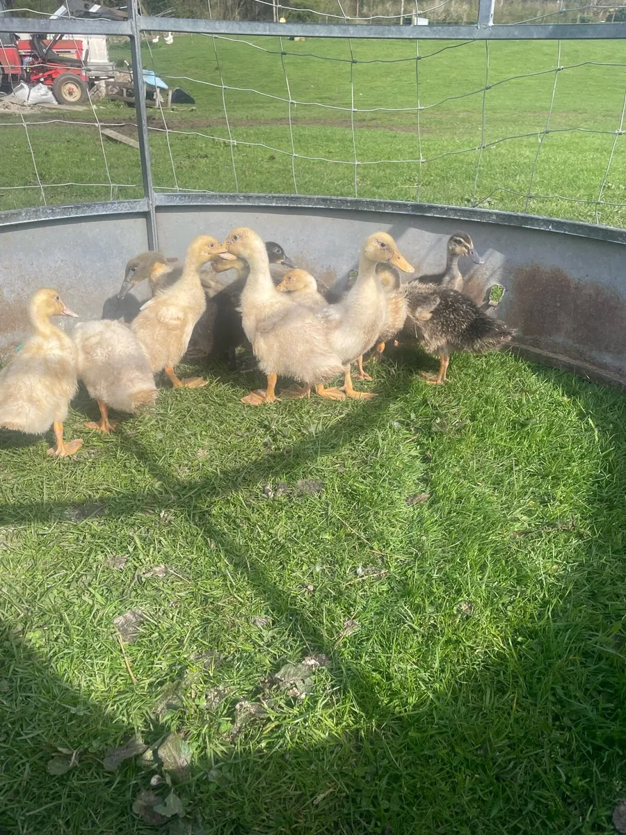Ducks for sale - Image 4