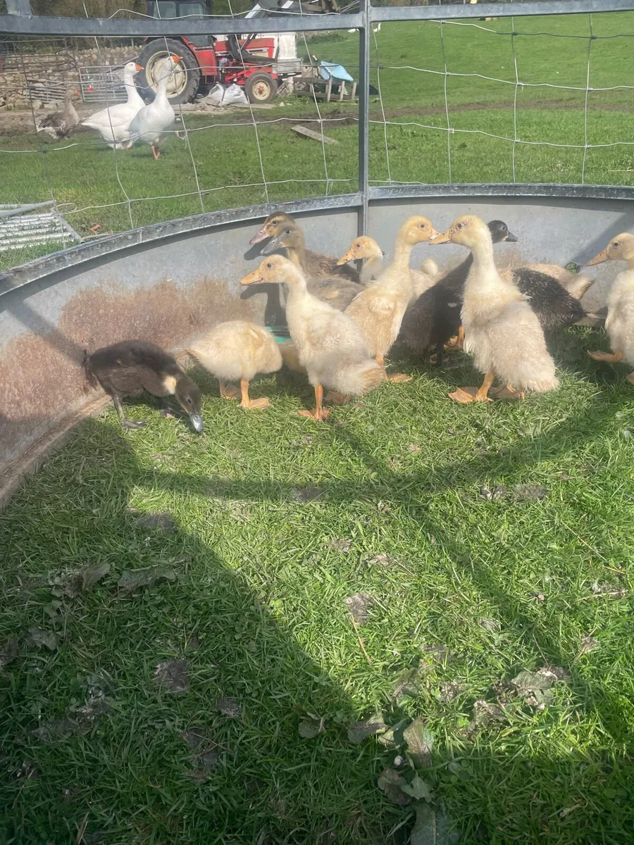 Ducks for sale - Image 2