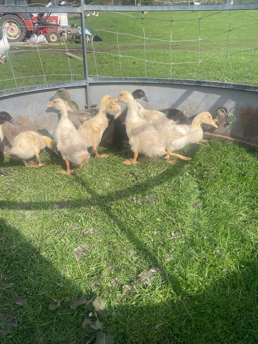 Ducks for sale - Image 3