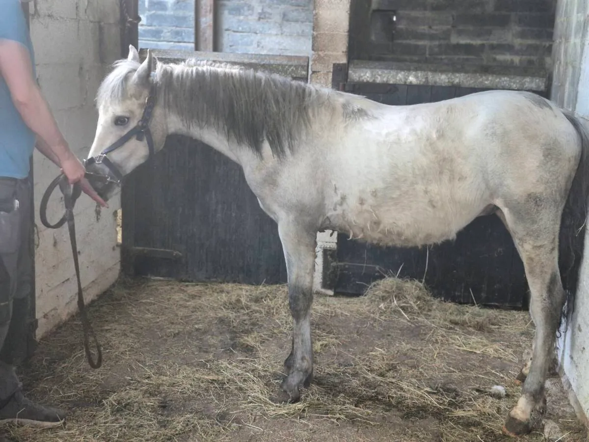 Reg Connemara Yearling Colt - Image 1