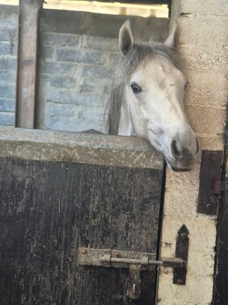 Reg Connemara Yearling Colt - Image 2