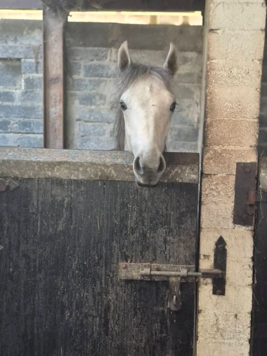 Reg Connemara Yearling Colt - Image 3