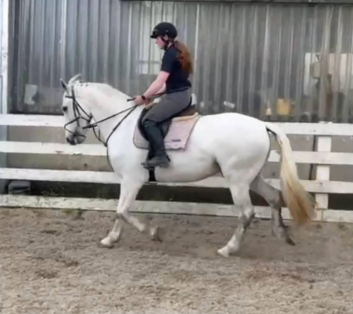 Goresbridge Thur 7th Allrounder Gelding 5yo Lot300 - Image 1