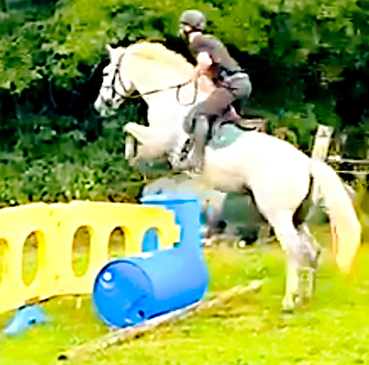 Goresbridge Thur 7th Allrounder Gelding 5yo Lot300 - Image 3