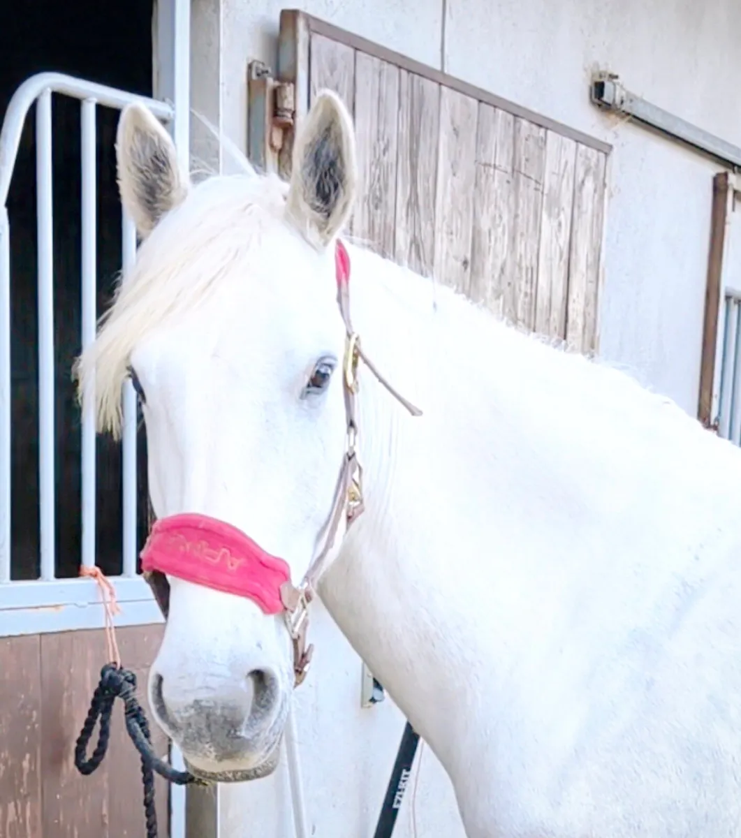 Goresbridge Thur 7th Allrounder Gelding 5yo Lot300 - Image 4