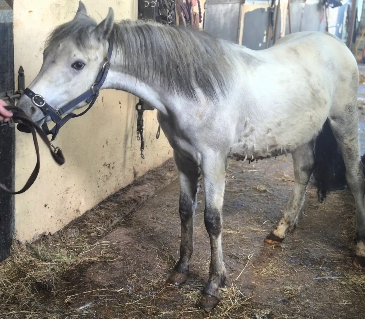 Reg Connemara Yearling Colt - Image 4