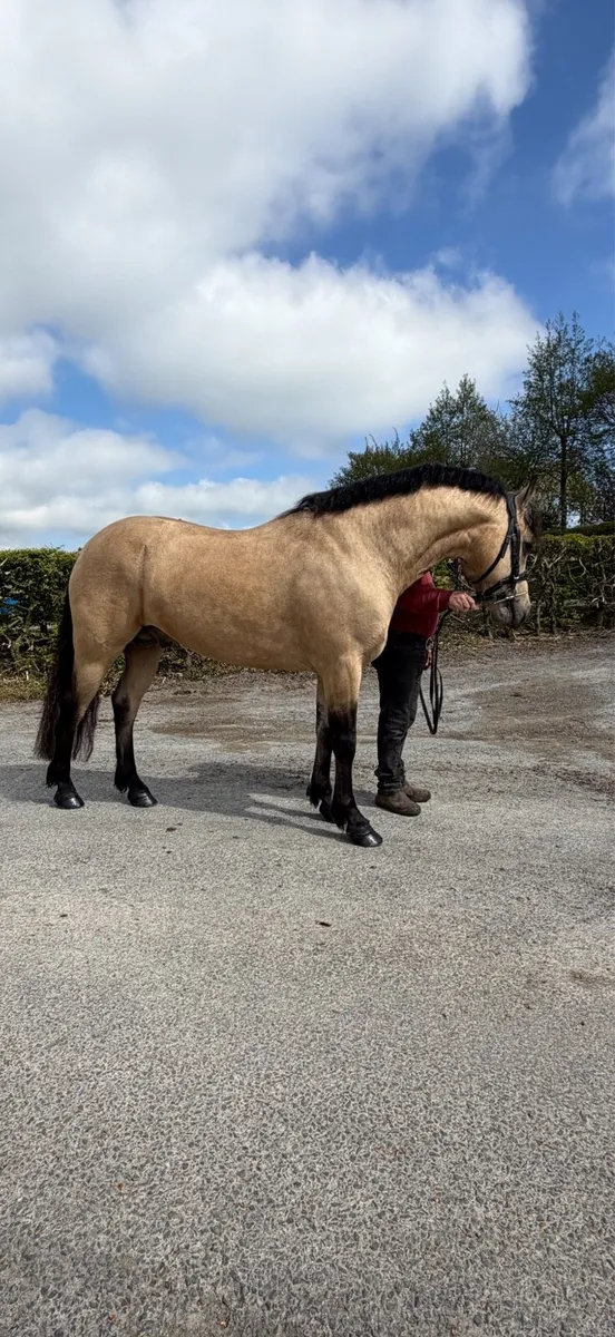 Connemara class 1 by GWENNIC X TUNDER - Image 1