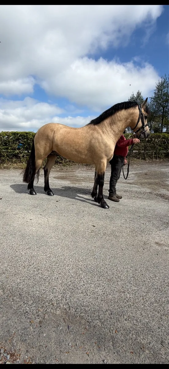 Connemara class 1 by GWENNIC X TUNDER - Image 2