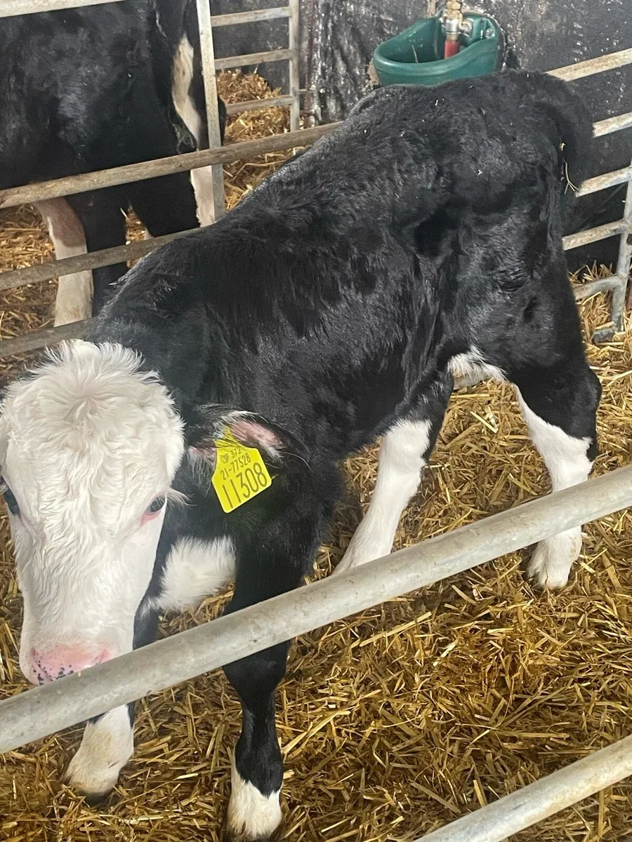 Whitehead and Angus calves - Image 2