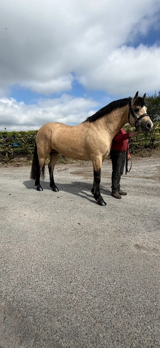 Connemara class 1 by GWENNIC X TUNDER - Image 3