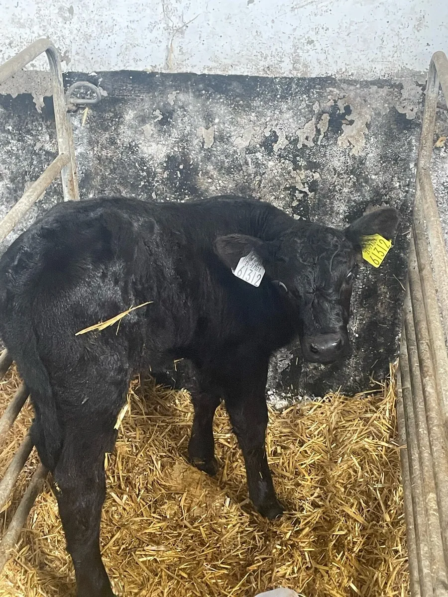 Whitehead and Angus calves - Image 1