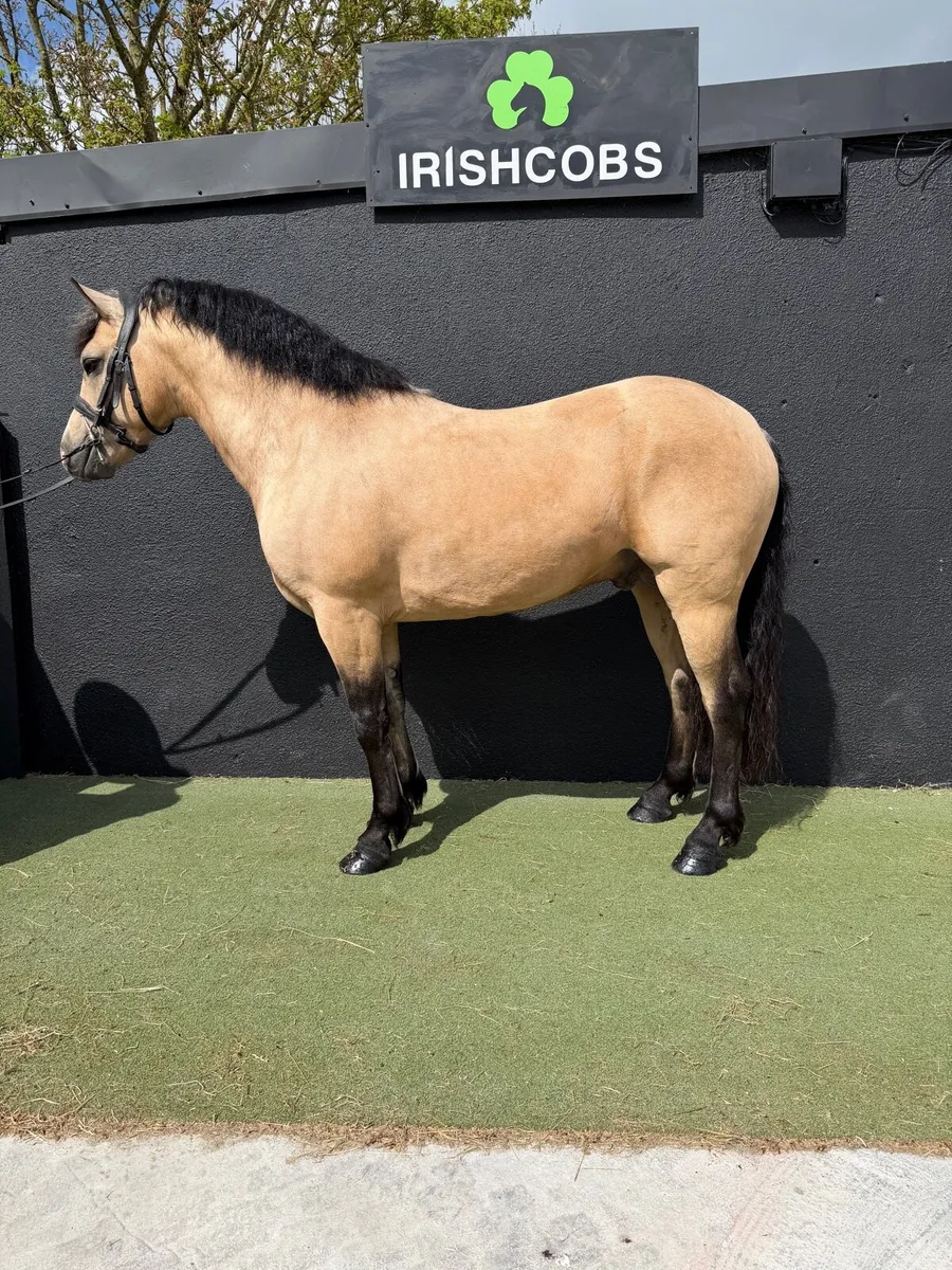 Connemara class 1 by GWENNIC X TUNDER - Image 4